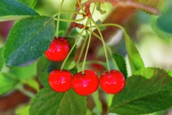Surkörsbär 'Berit'><noscript><img width=