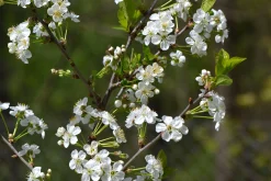 Surkörsbär 'Berit'><noscript><img width=