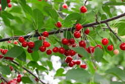 Surkörsbär 'Berit'><noscript><img width=