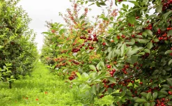 Surkörsbär 'Huvimaja'>Omnia garden Clearance