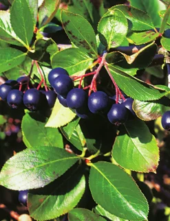 Aronia 'Hugin'>Omnia garden Best