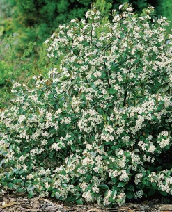 Aronia 'Hugin'>Omnia garden Best