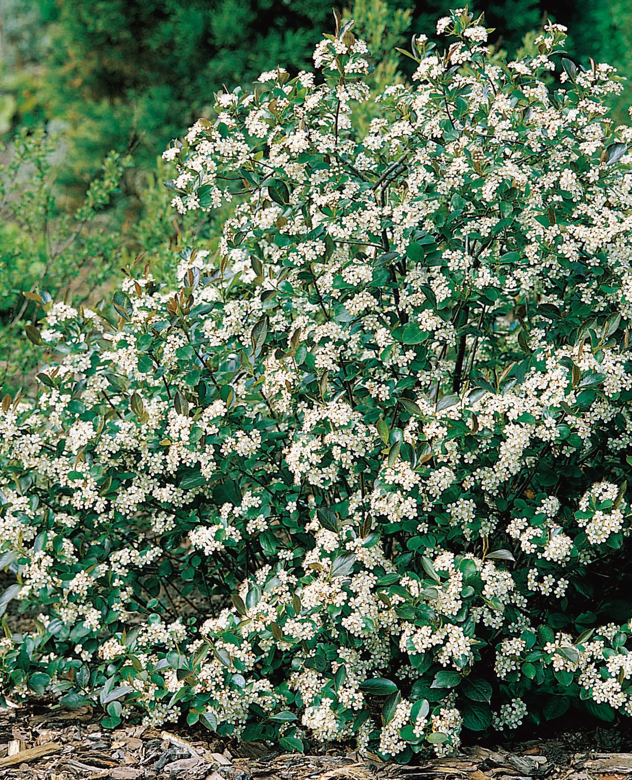 aronia 'Hugin' D:9-11cm Certifierad Krukodlad>Omnia garden Sale