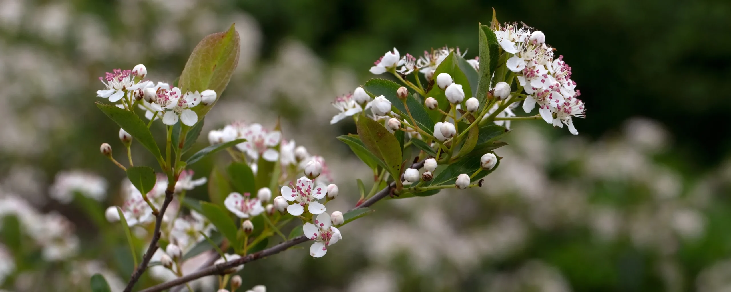 aronia 'Hugin' D:9-11cm Certifierad Krukodlad>Omnia garden Sale