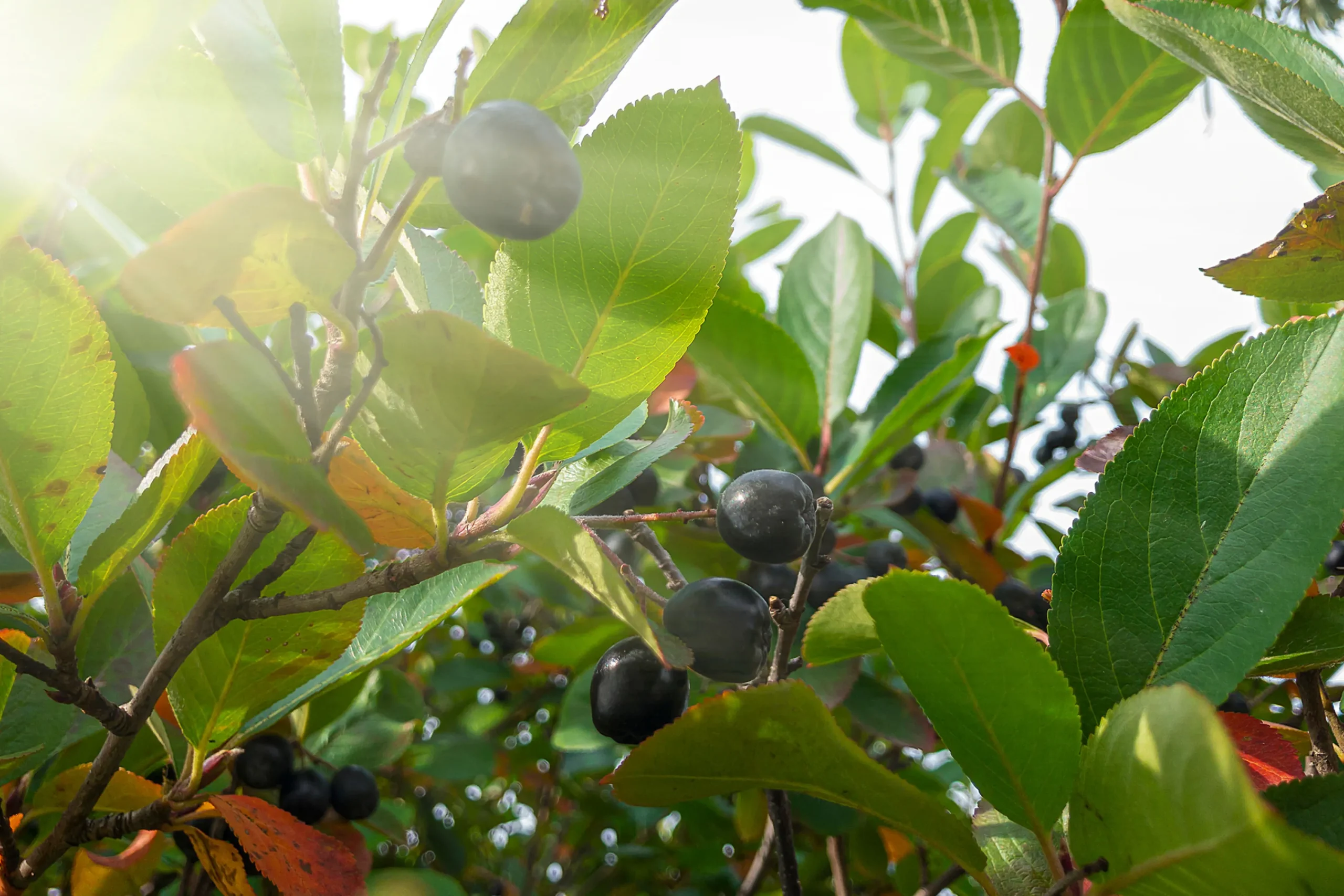 aronia 'Hugin' D:9-11cm Certifierad Krukodlad>Omnia garden Sale