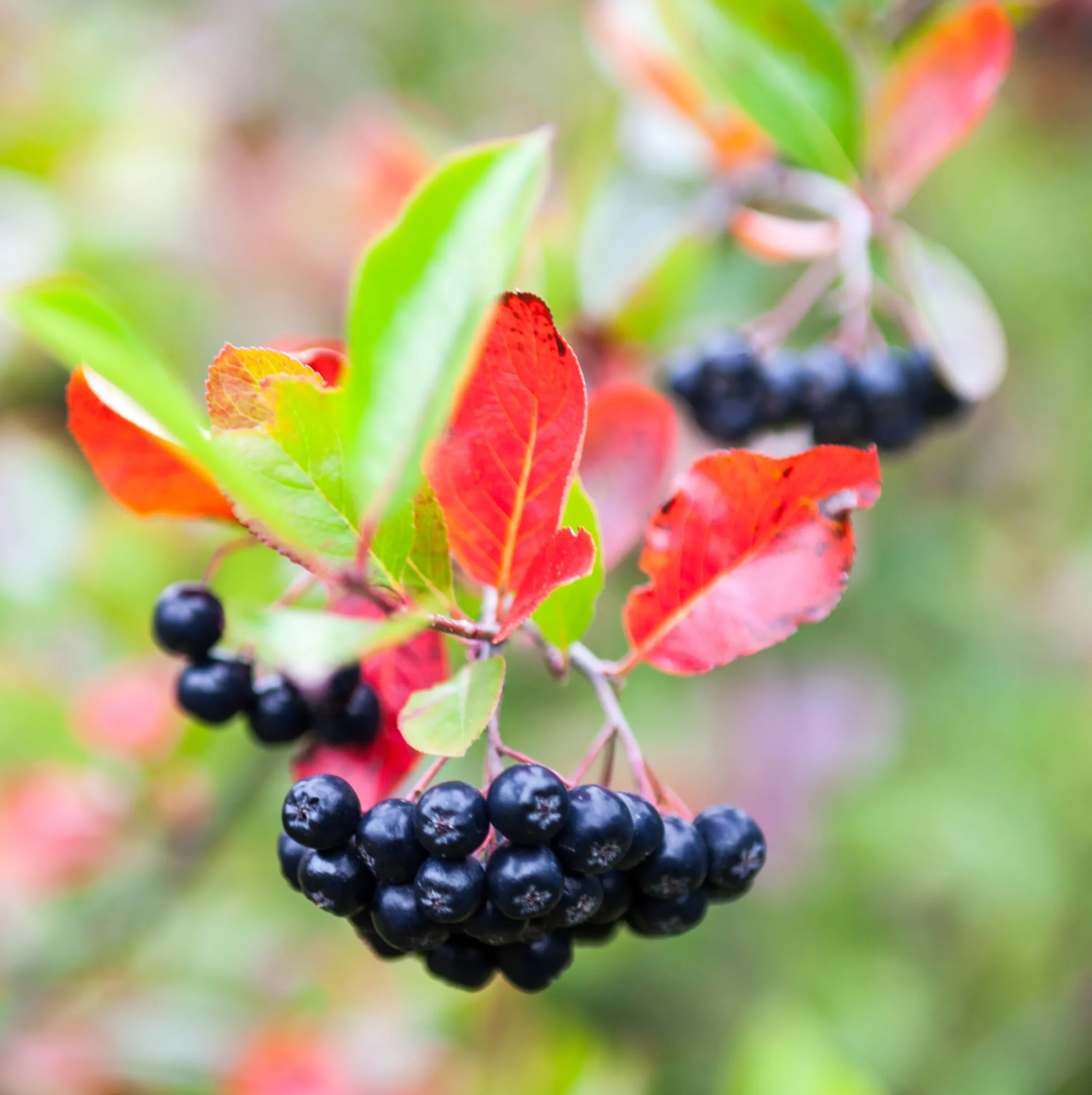 aronia 'Hugin' D:9-11cm Certifierad Krukodlad>Omnia garden Sale