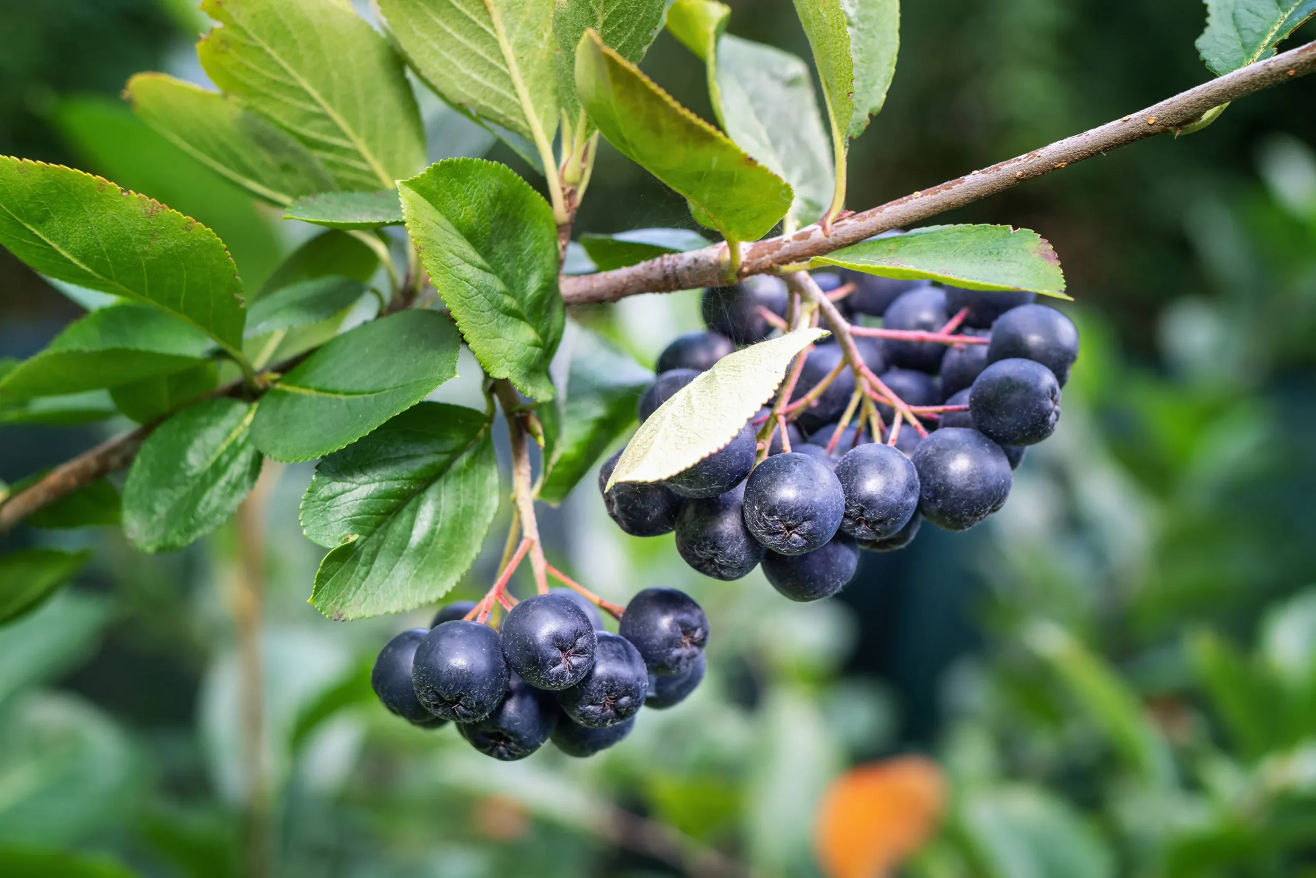 aronia 'Hugin' D:9-11cm Certifierad Krukodlad>Omnia garden Sale