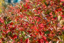 aronia 'Hugin' D:9-11cm Certifierad Krukodlad><noscript><img width=