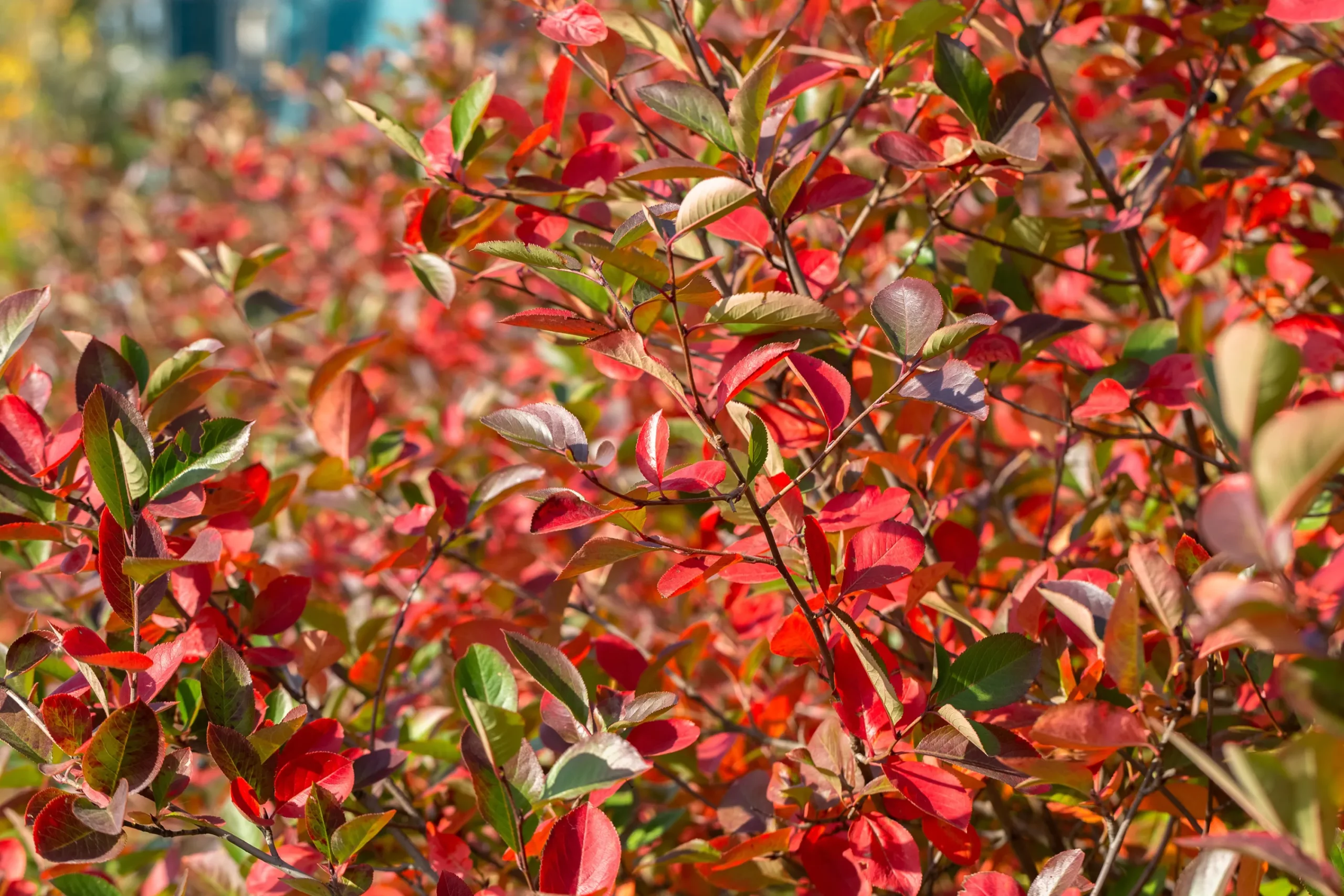 aronia 'Hugin' D:9-11cm Certifierad Krukodlad>Omnia garden Sale