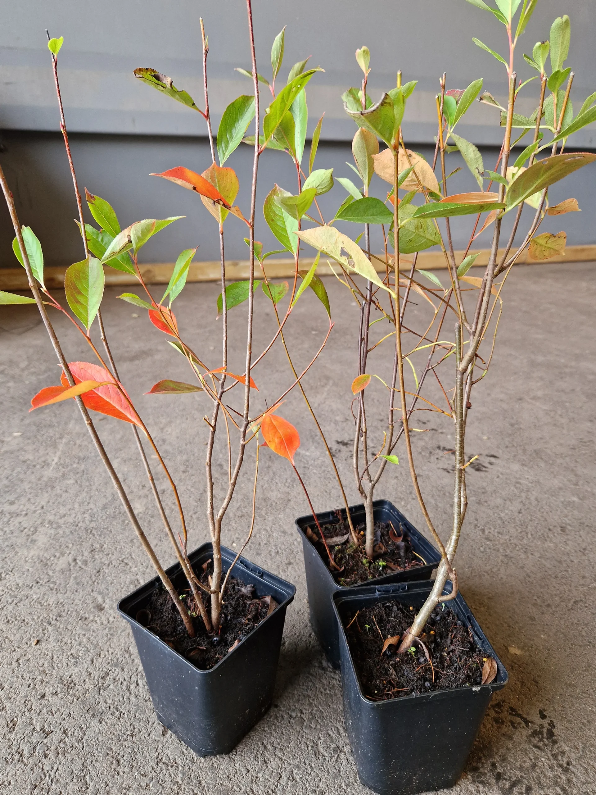 aronia 'Hugin' D:9-11cm Certifierad Krukodlad>Omnia garden Sale