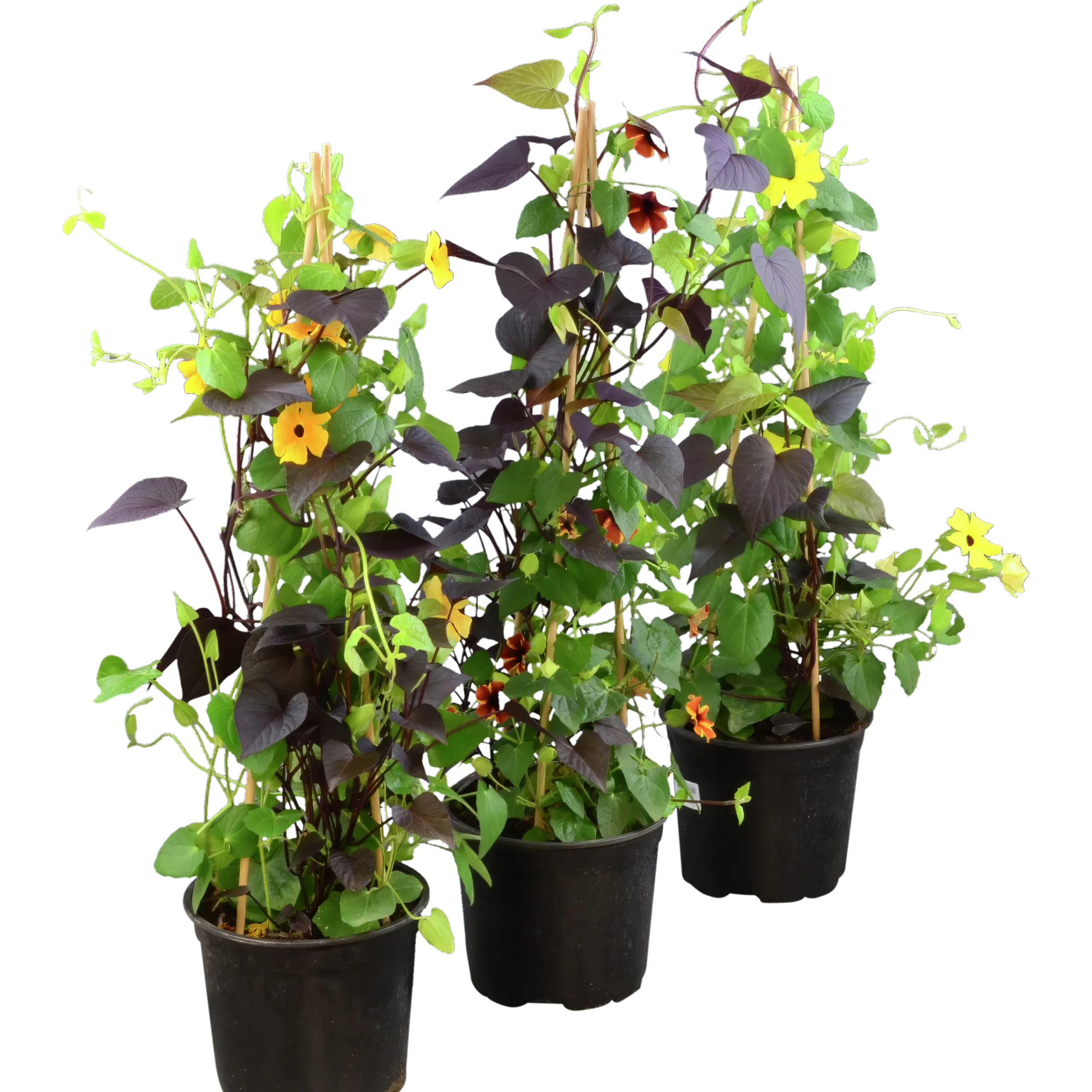 Svartöga/Blomman För Dagen Pyramid 19cm>Mäster Grön Online