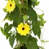 Svartöga lat. Thunbergia alata 14cm>Mäster Grön Hot