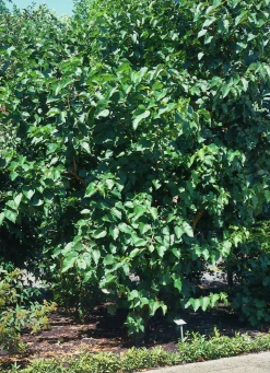 Mullbär>Omnia garden Sale