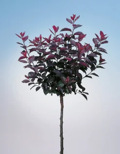 Svartplommon>Omnia garden Clearance
