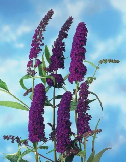 Syrenbuddleja Fjärilsbuske 'Black Knight' Krukodlad>Omnia garden Hot