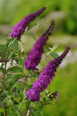 Syrenbuddleja Fjärilsbuske 'Il de France' Krukodlad>Omnia garden Online