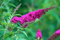Syrenbuddleja Fjärilsbuske 'Miss Ruby'>Omnia garden