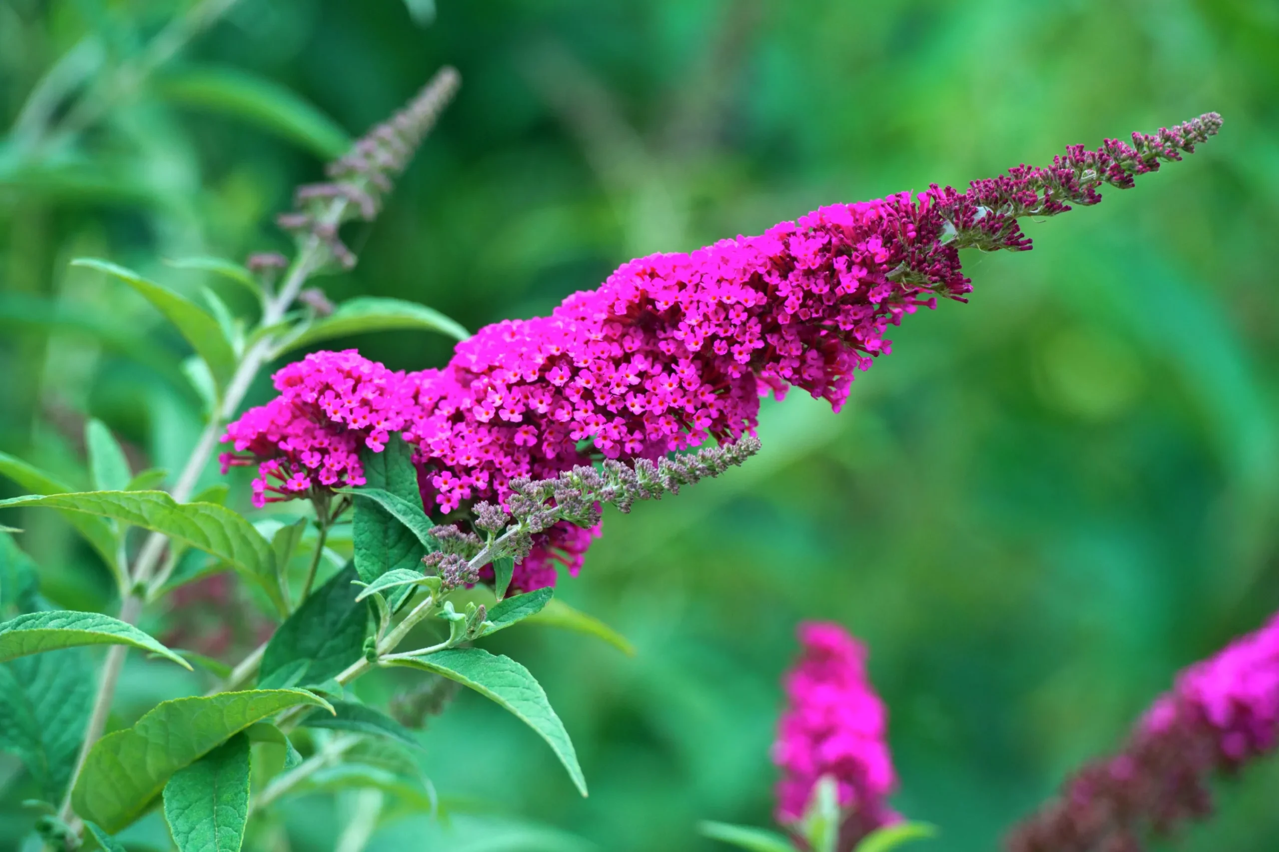 Syrenbuddleja Fjärilsbuske 'Miss Ruby'>Omnia garden
