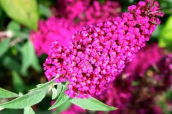 Syrenbuddleja Fjärilsbuske 'Miss Ruby'><noscript><img width=