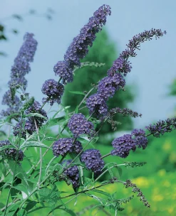 Syrenbuddleja Fjärilsbuske 'Nanho Blue' Krukodlad>Omnia garden Best