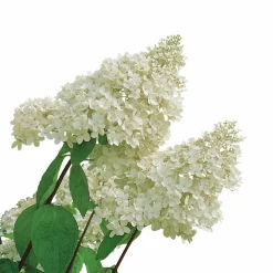 Syrenhortensia 'Grandiflora'>Omnia garden Outlet