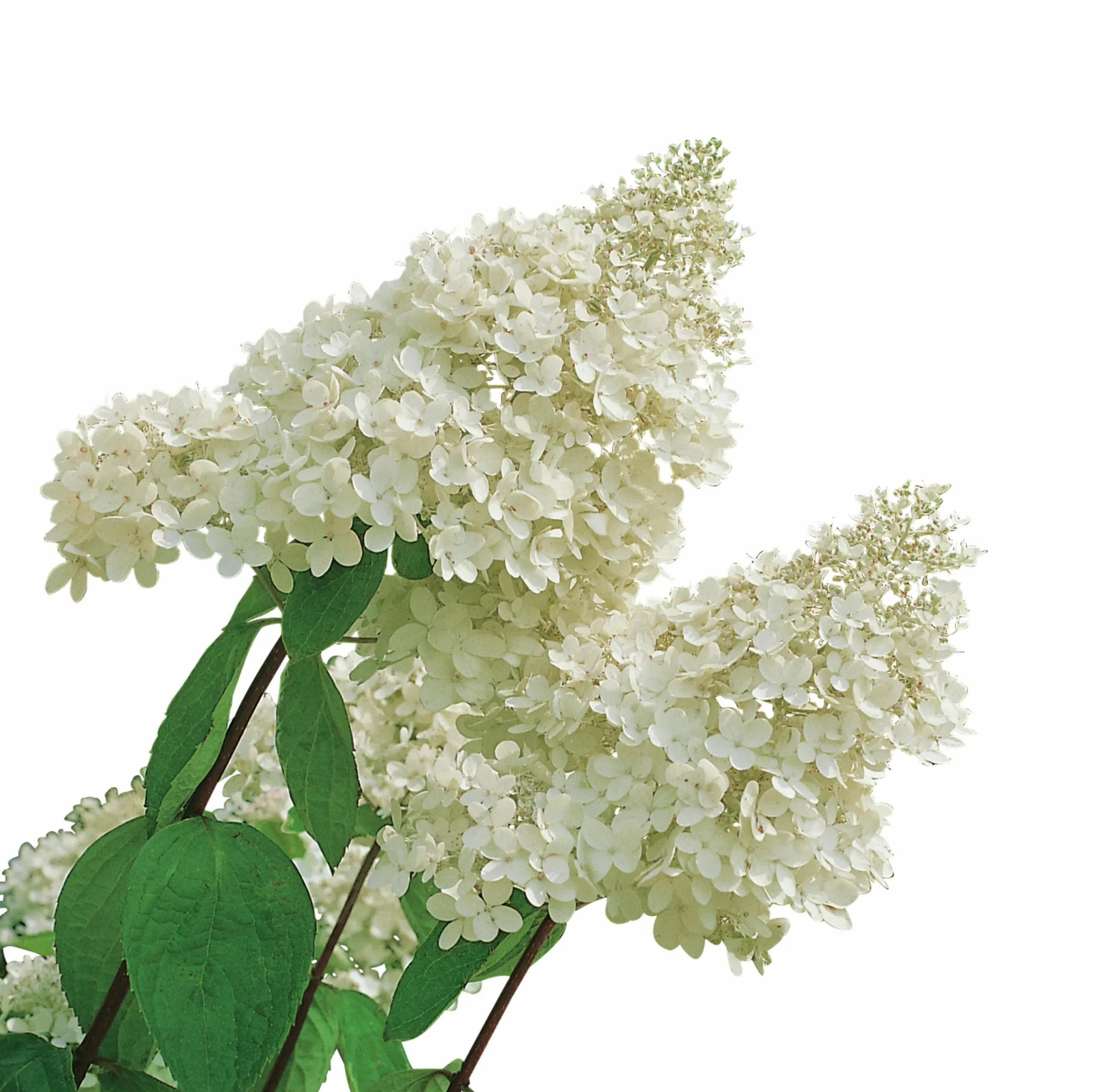 Syrenhortensia 'Grandiflora'>Omnia garden Outlet