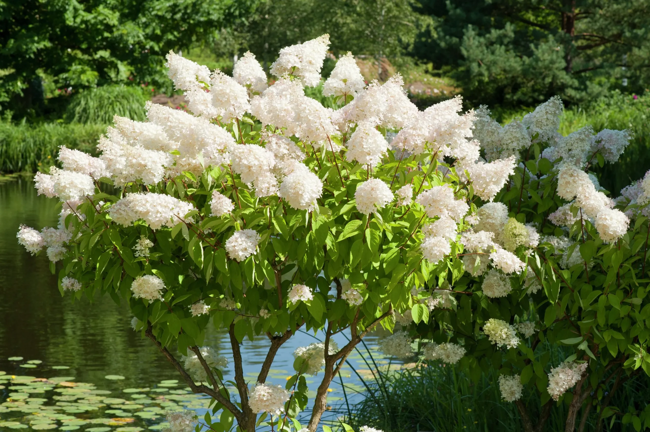 Syrenhortensia 'Grandiflora'>Omnia garden Outlet