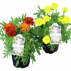 Tagetes Stor Mix i 11cm kruka><noscript><img width=