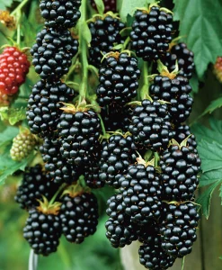 Taggfri Björnbär 'Black Satin'>Omnia garden Outlet