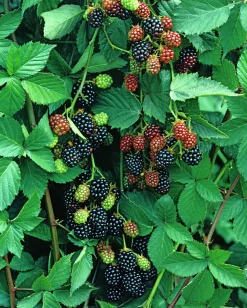 Taggfri Björnbär 'Thornfree'>Omnia garden Clearance