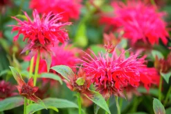 Temynta 'Bee-Happy'>Omnia garden Discount