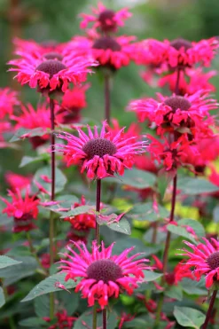 Temynta 'Bee-Happy'>Omnia garden Discount