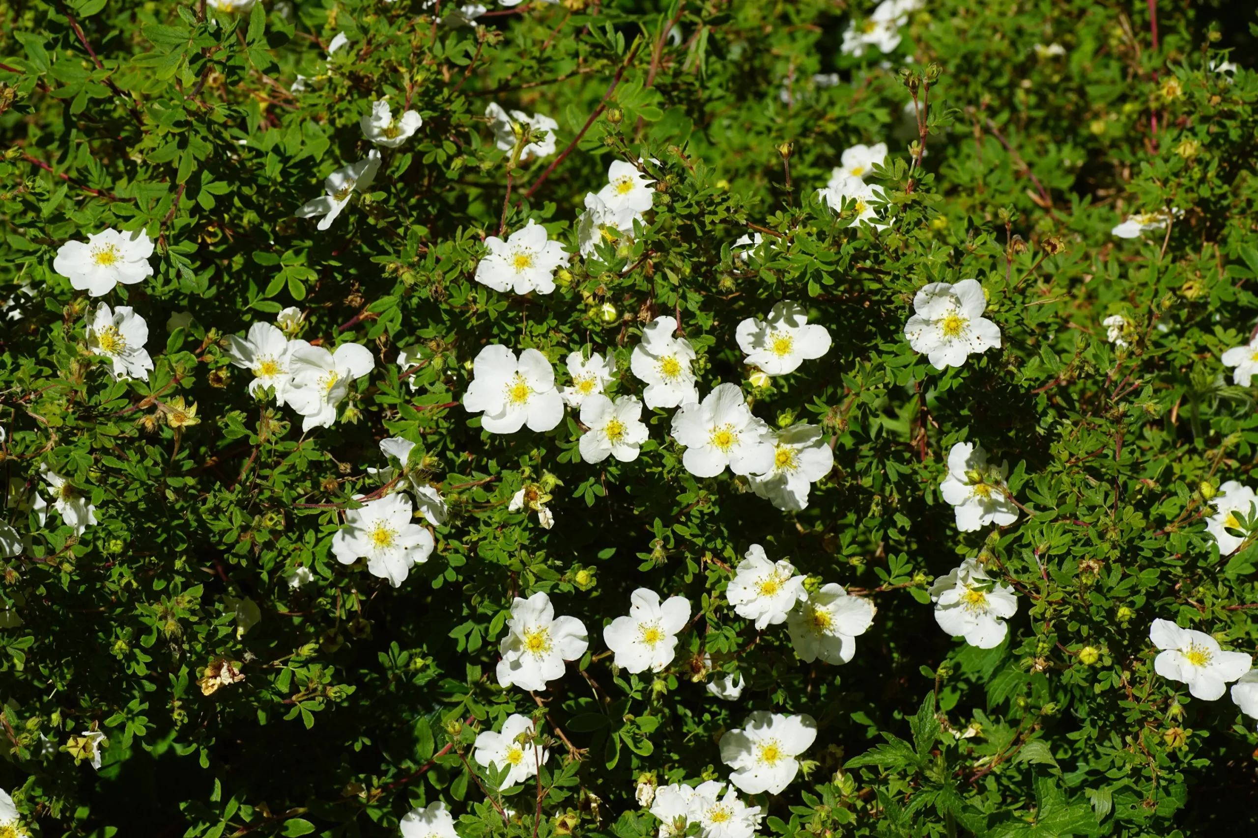 Tok 'Abbotswood' D:9-11cm Krukodlad>Omnia garden