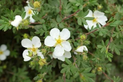 Tok 'Abbotswood' D:9-11cm Krukodlad>Omnia garden
