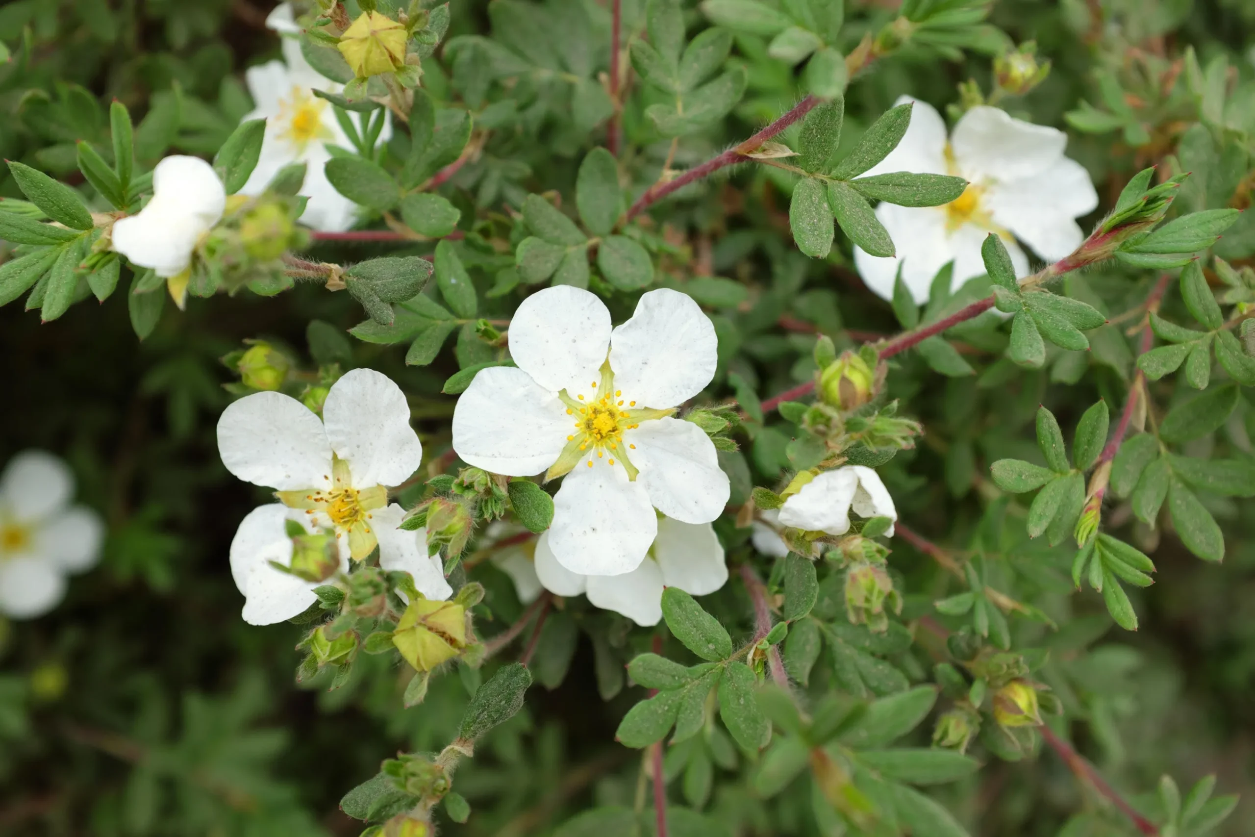 Tok 'Abbotswood' D:9-11cm Krukodlad>Omnia garden