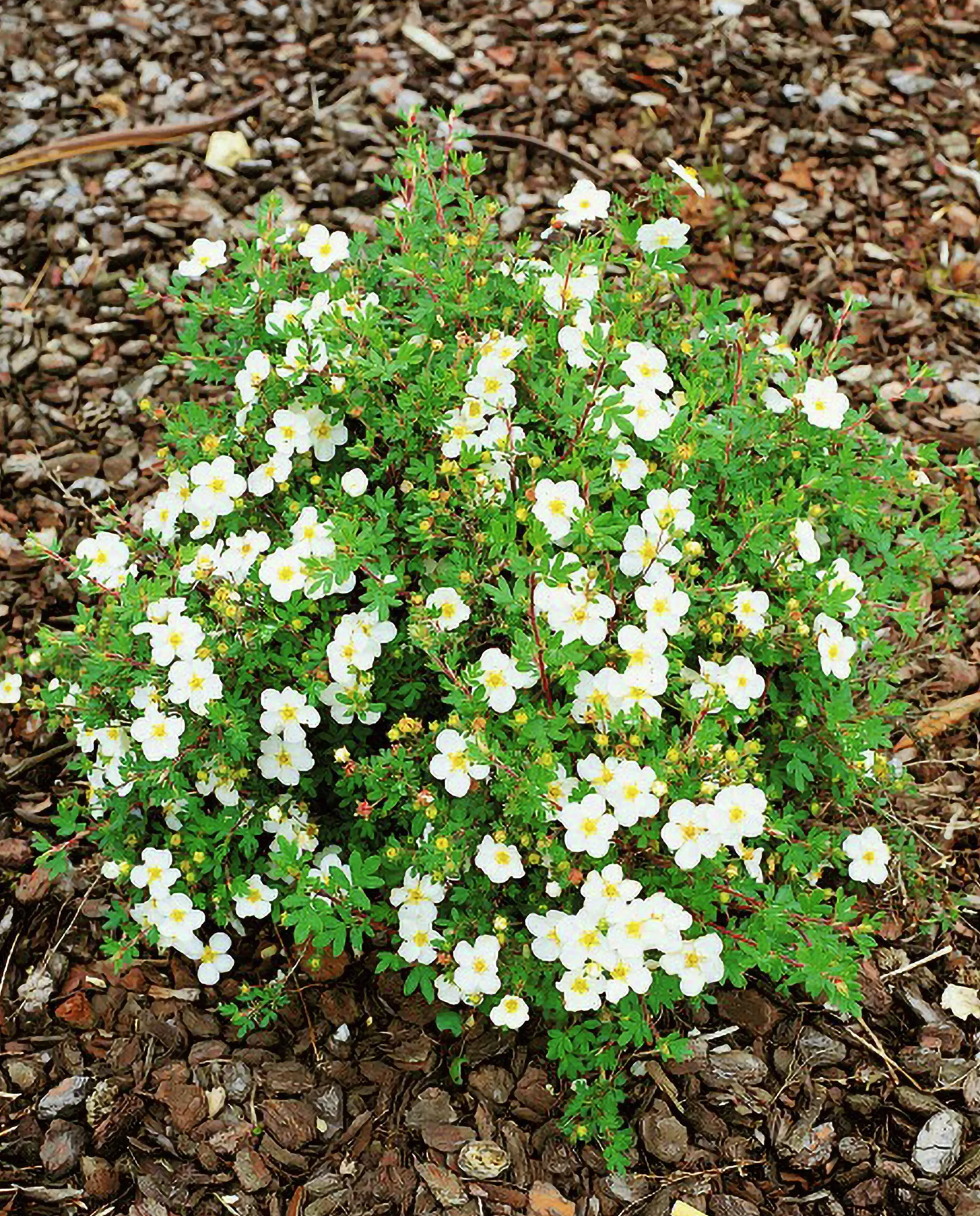 Tok 'Abbotswood' D:9-11cm Krukodlad>Omnia garden