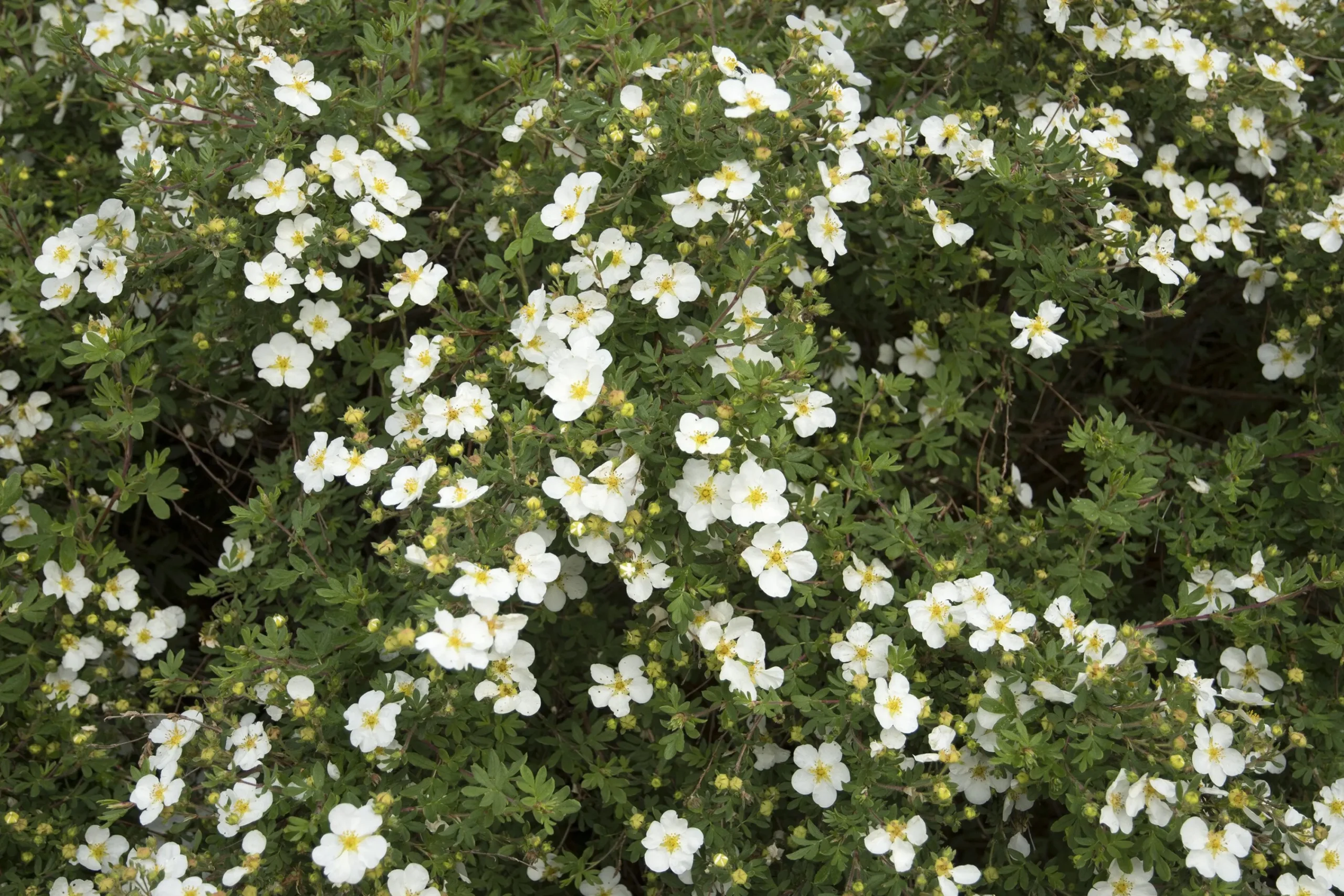 Tok 'Abbotswood' D:9-11cm Krukodlad>Omnia garden