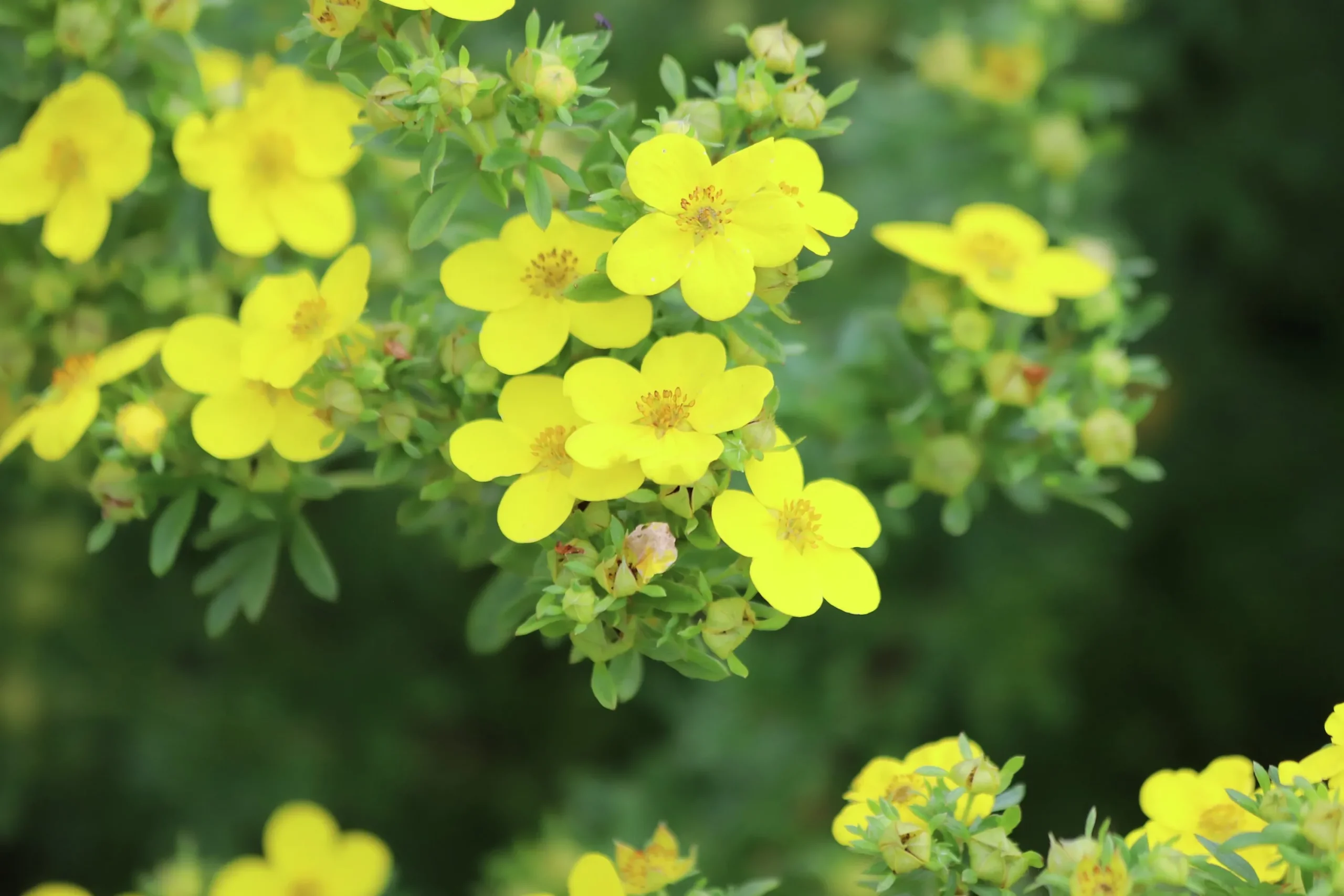 Tok 'Goldfinger' Barrotad>Omnia garden Sale