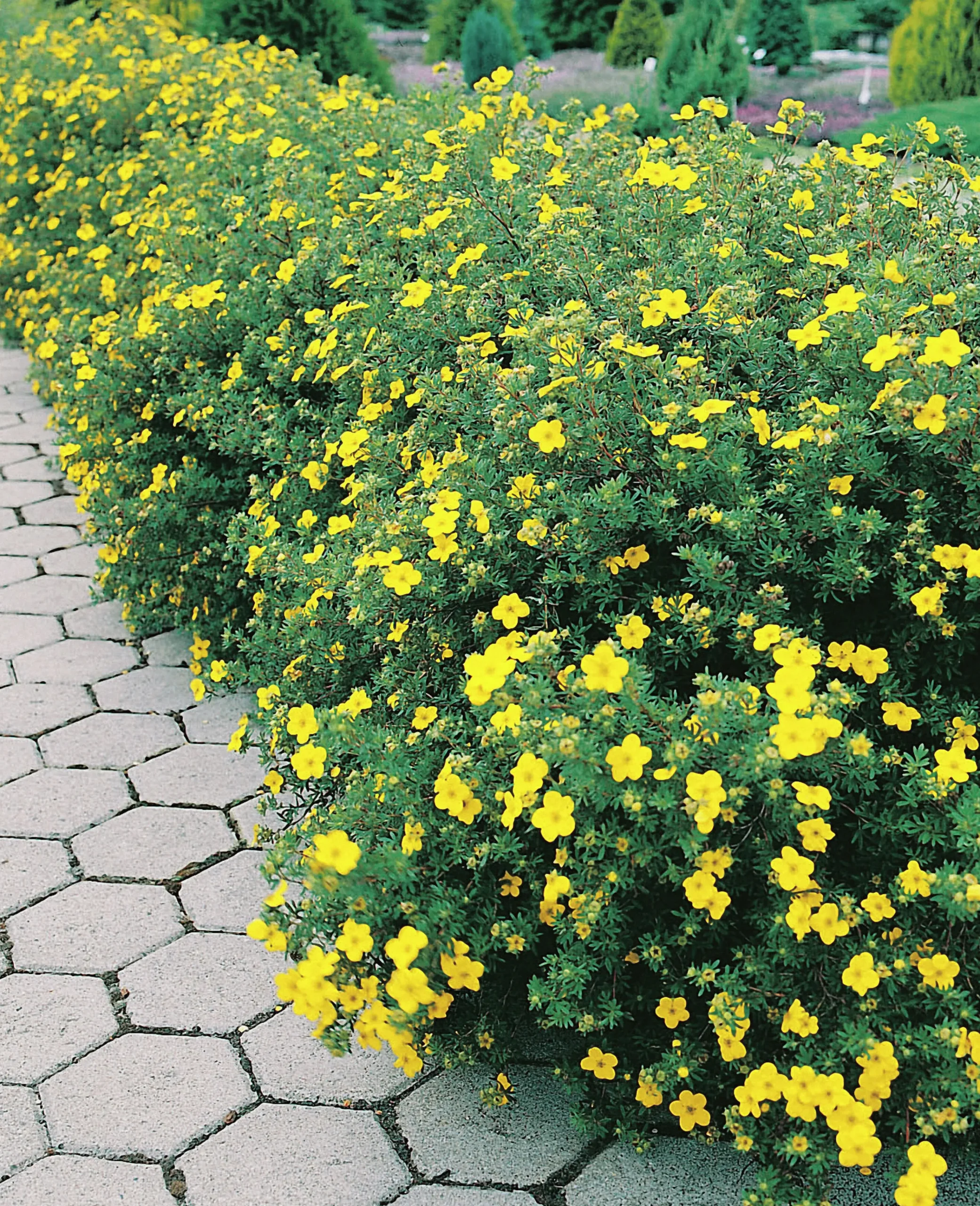 Tok 'Goldfinger' Barrotad>Omnia garden Sale