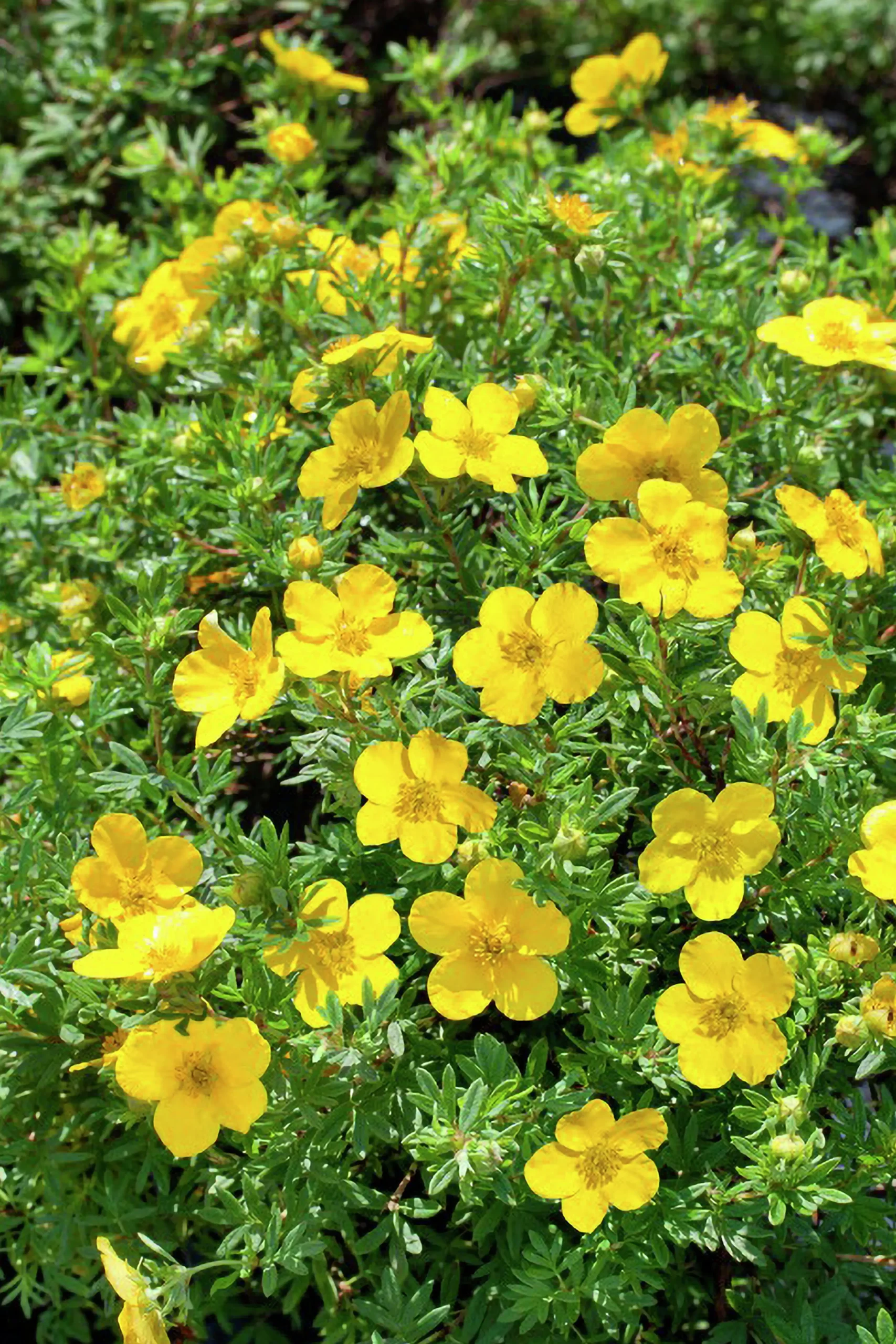 Tok 'Goldfinger' D:9-11cm Certifierad Krukodlad>Omnia garden