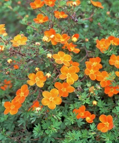 Tok 'Hopleys '>Omnia garden Discount