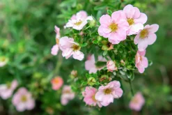 Tok 'Pink Beauty' D:9-11cm Krukodlad>Omnia garden New