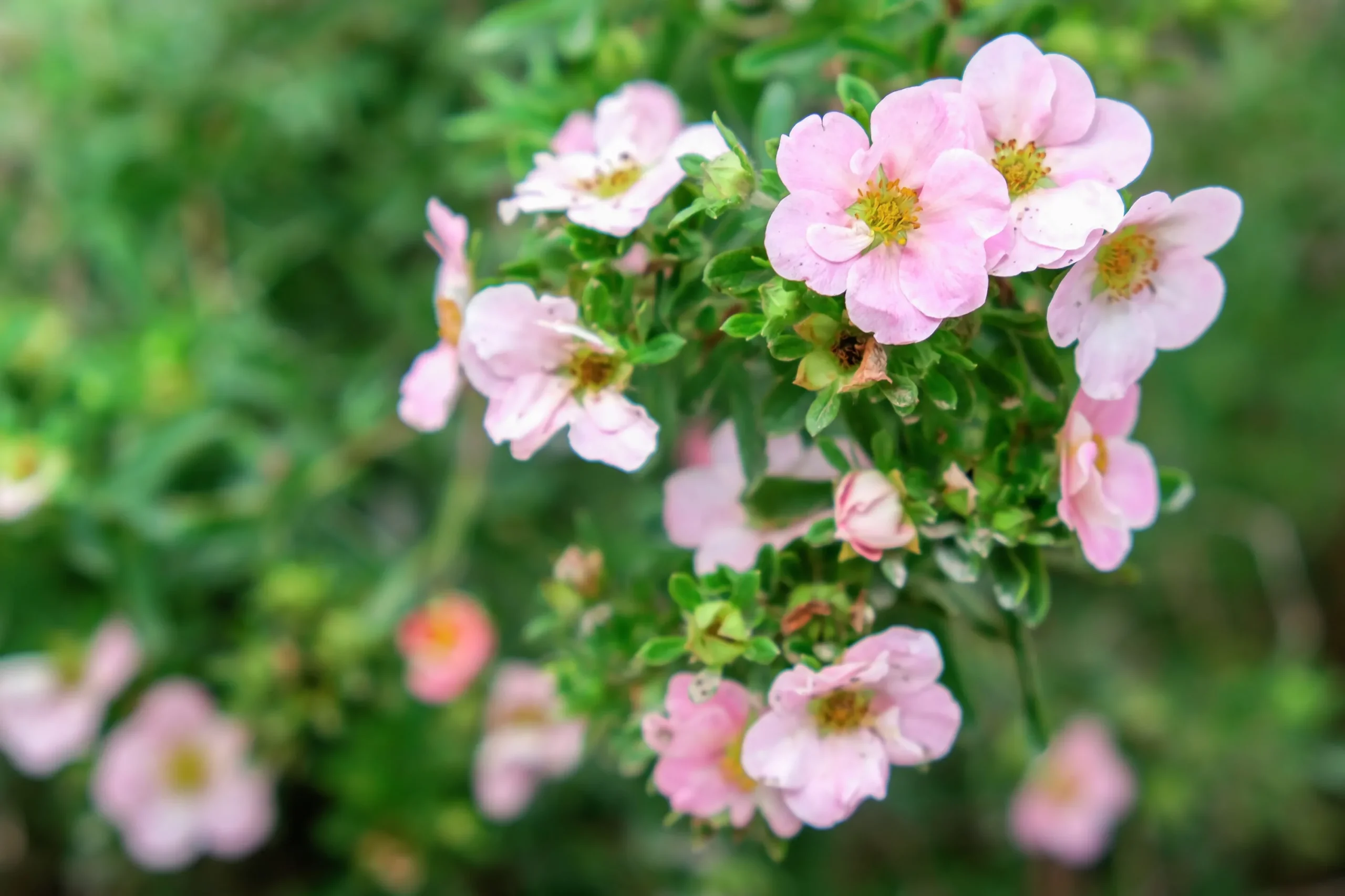 Tok 'Pink Beauty' D:9-11cm Krukodlad>Omnia garden New