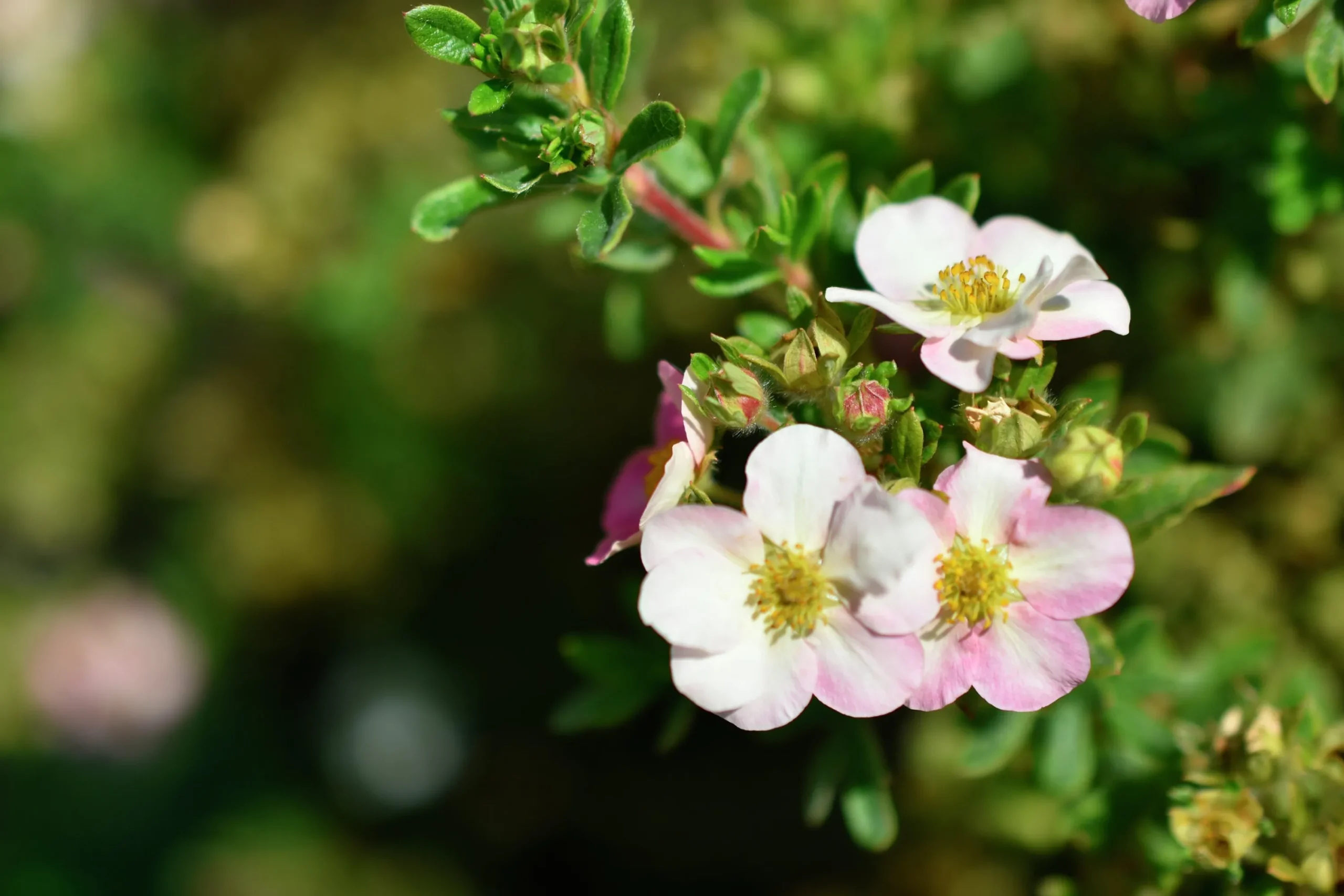 Tok 'Pink Beauty' D:9-11cm Krukodlad>Omnia garden New