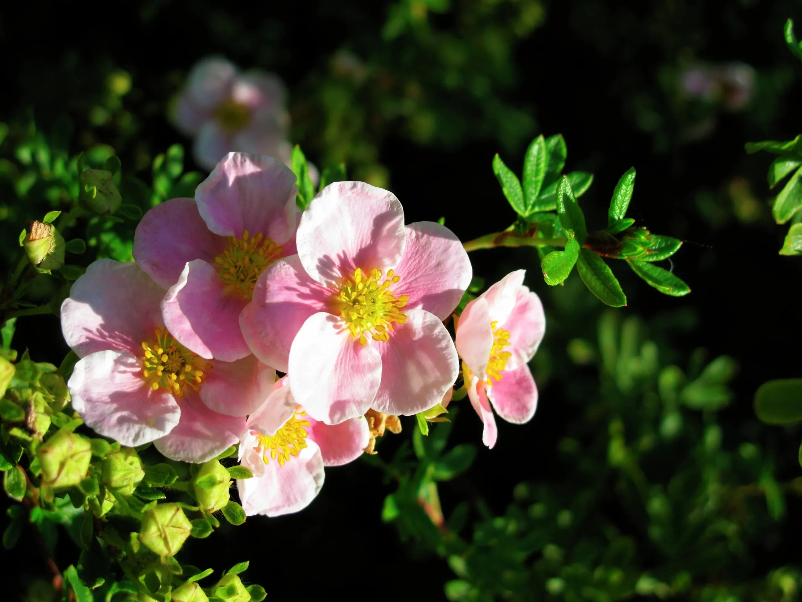 Tok 'Pink Beauty' D:9-11cm Krukodlad>Omnia garden New