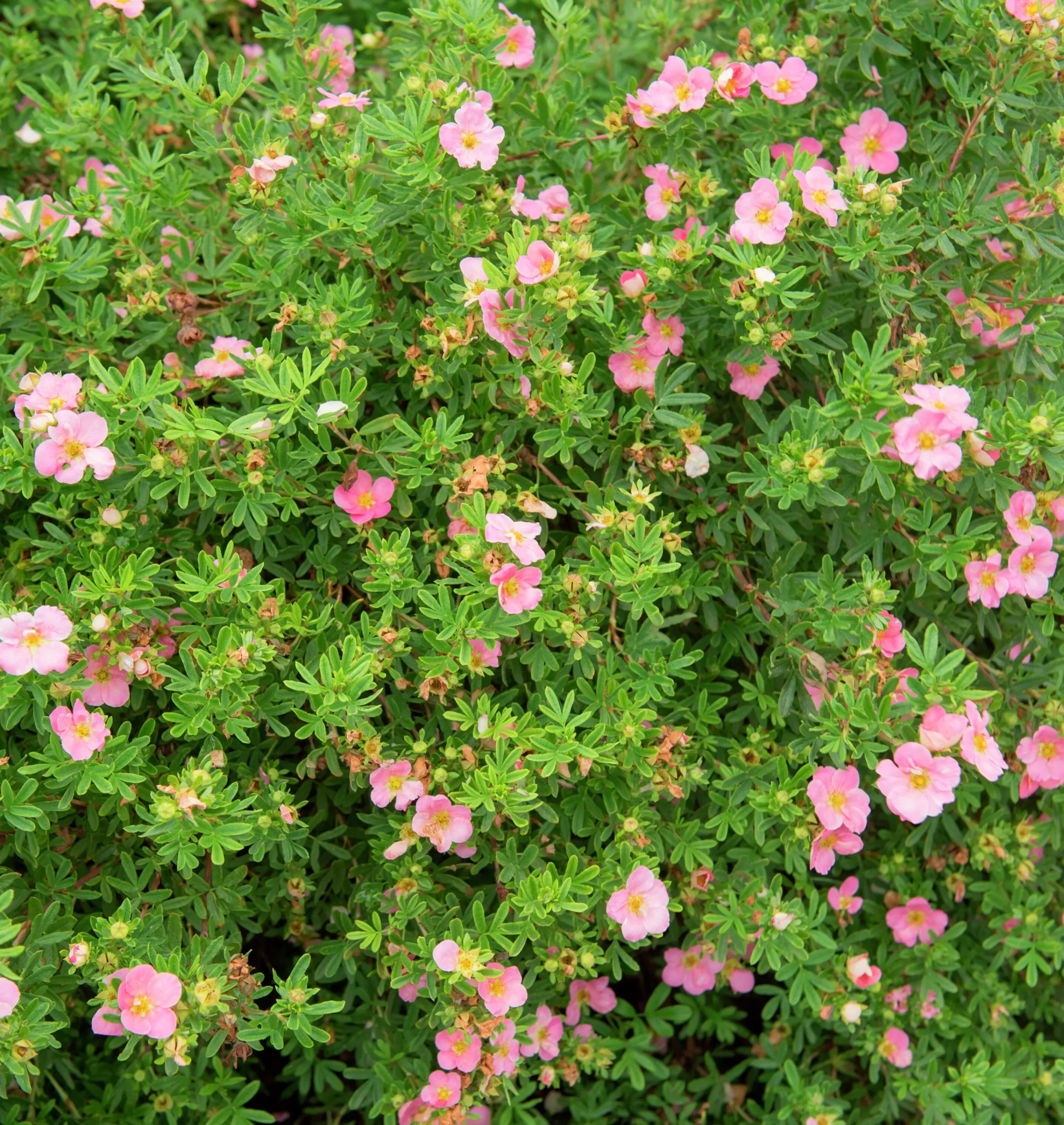 Tok 'Pink Beauty' D:9-11cm Krukodlad>Omnia garden New