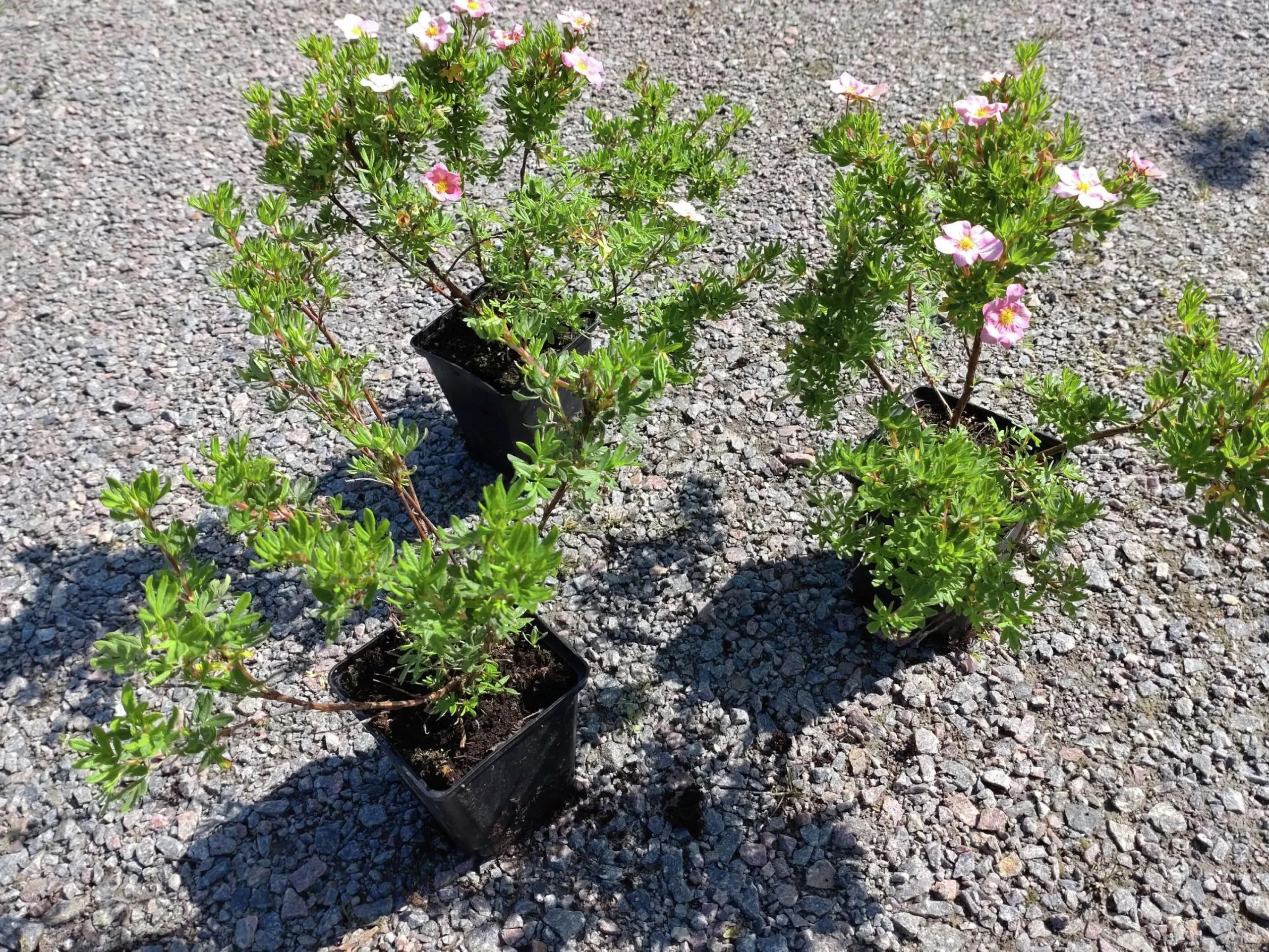 Tok 'Pink Beauty' D:9-11cm Krukodlad>Omnia garden New