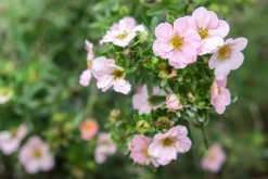 Tok 'Pink Beauty' Krukodlad>Omnia garden