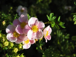 Tok 'Pink Beauty' Krukodlad><noscript><img width=
