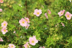 Tok 'Pink Beauty' Krukodlad><noscript><img width=